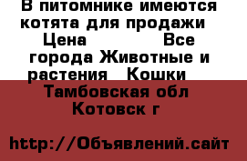 В питомнике имеются котята для продажи › Цена ­ 30 000 - Все города Животные и растения » Кошки   . Тамбовская обл.,Котовск г.